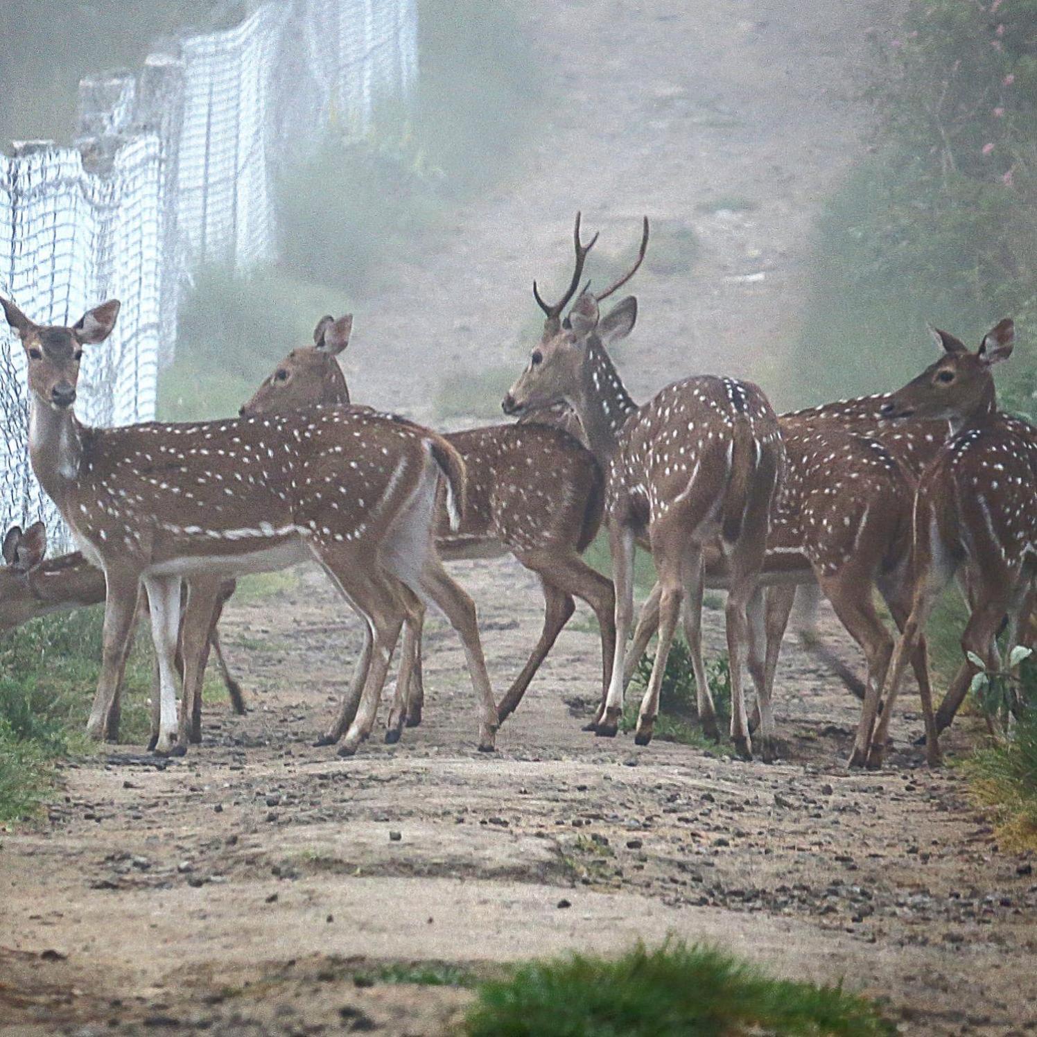 The Deer Meadows Villa Mudumaláj Kültér fotó