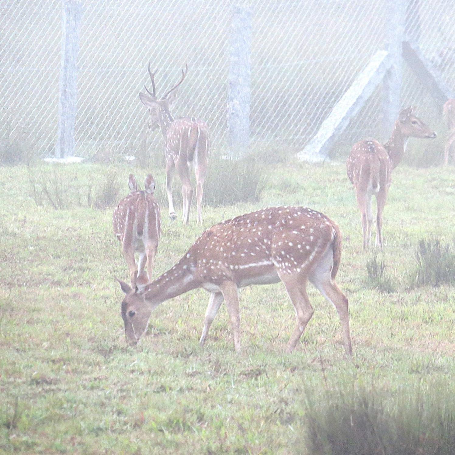 The Deer Meadows Villa Mudumaláj Kültér fotó